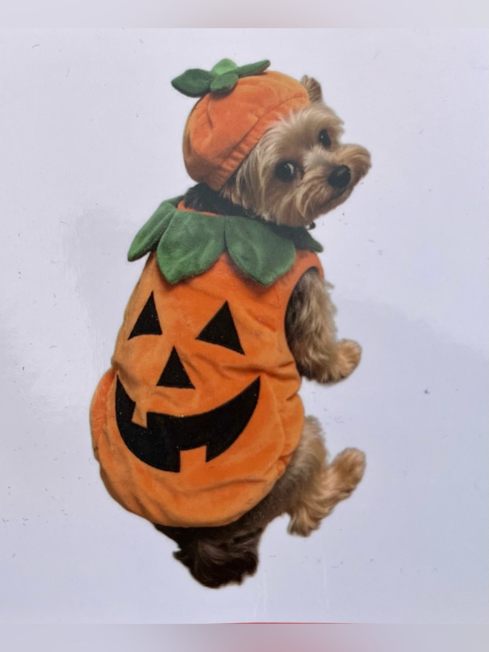 Jack O' Lantern Lane Pumpkin Dog & Cat
Costume. This two-piece, plush jack-o'-la